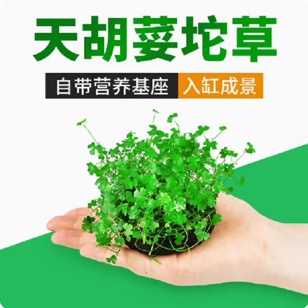 天胡荽前景水草鱼缸造景坨草淡水植物阴性水培活体真草装饰懒人