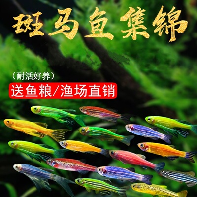 小精灵水族斑马鱼淡水