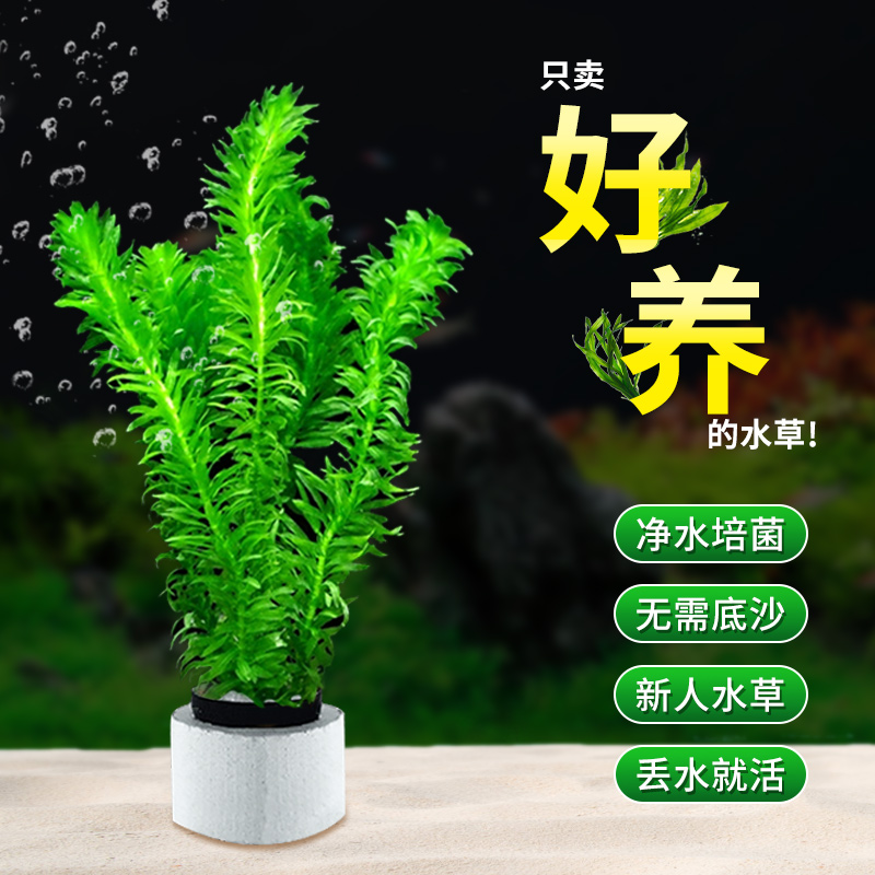 鱼缸真草水草植物水溶装饰