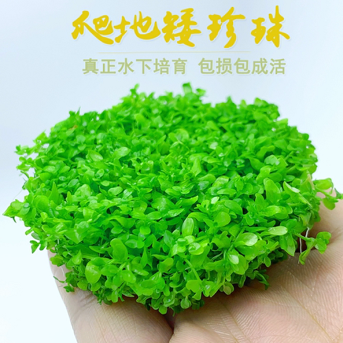 前景草趴地爬地矮珍珠坨草水草