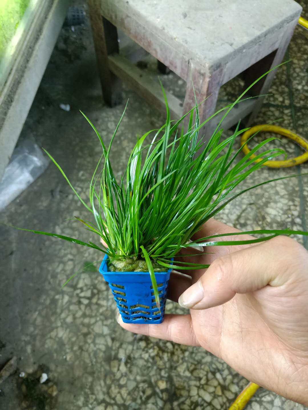 前景水草水陆缸草金钱菖蒲金边菖蒲好养易活