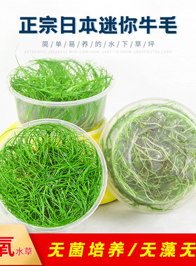 迷你牛毛无菌杯草缸荷兰景宫廷