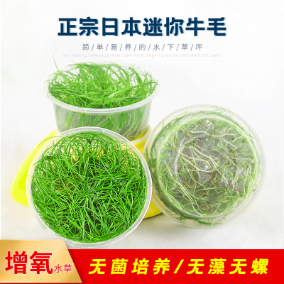 迷你牛毛无菌杯草缸荷兰景宫廷