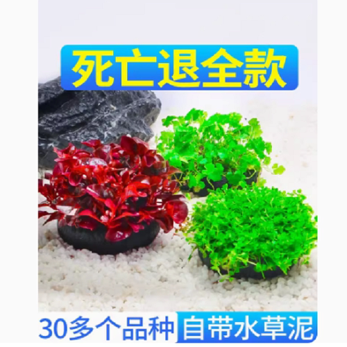 鱼缸水草植物真草活体增氧阴性