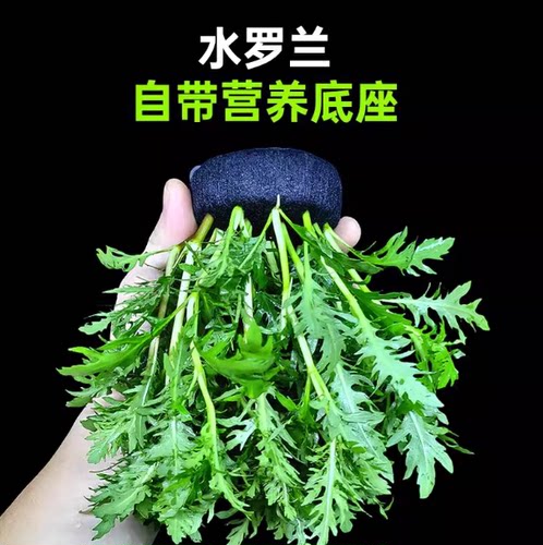懒人新手水罗兰大坨草缸阴性水草