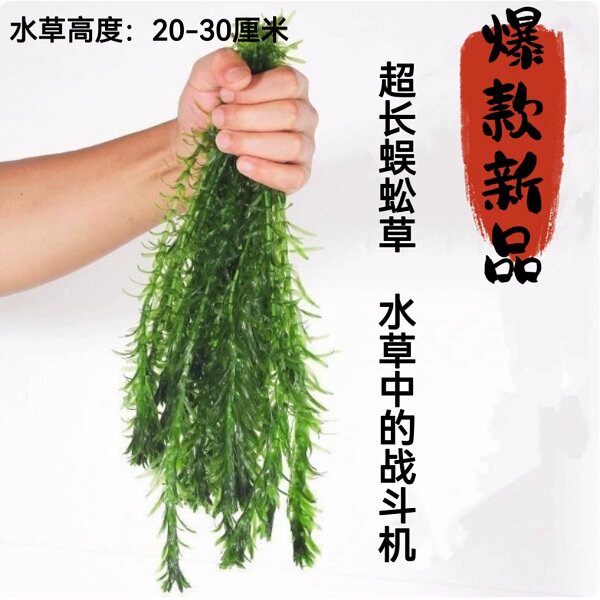 超长株蜈蚣草新手阴性有茎类后景鱼缸装饰植物增氧净化水质