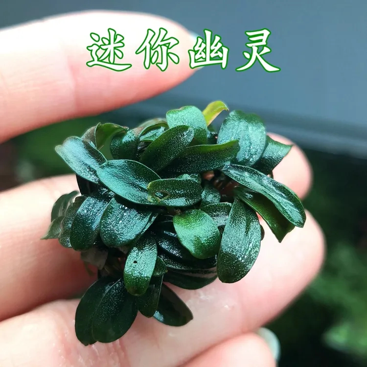 幽灵辣椒榕水榕阴性活体懒人沉木水草鱼缸造景装饰高端入门水下叶