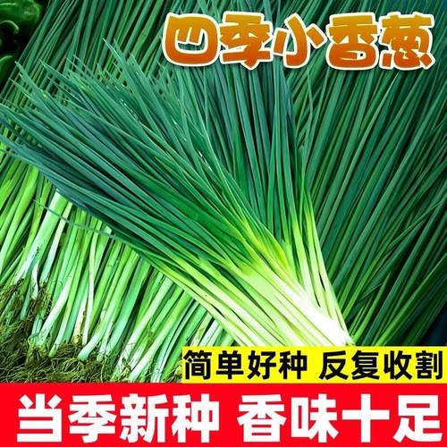 h四季小香葱种子四季易种小葱正品阳台庭院盆栽小葱新鲜家庭菜种