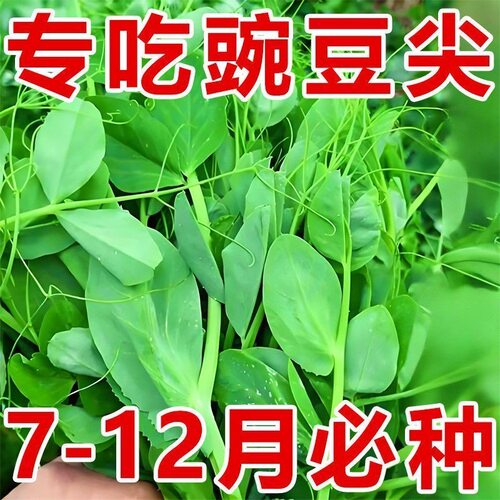 【10天一茬】四季豌豆苗种子特大豆尖水培荷兰豆芽碗豆尖菜种子h
