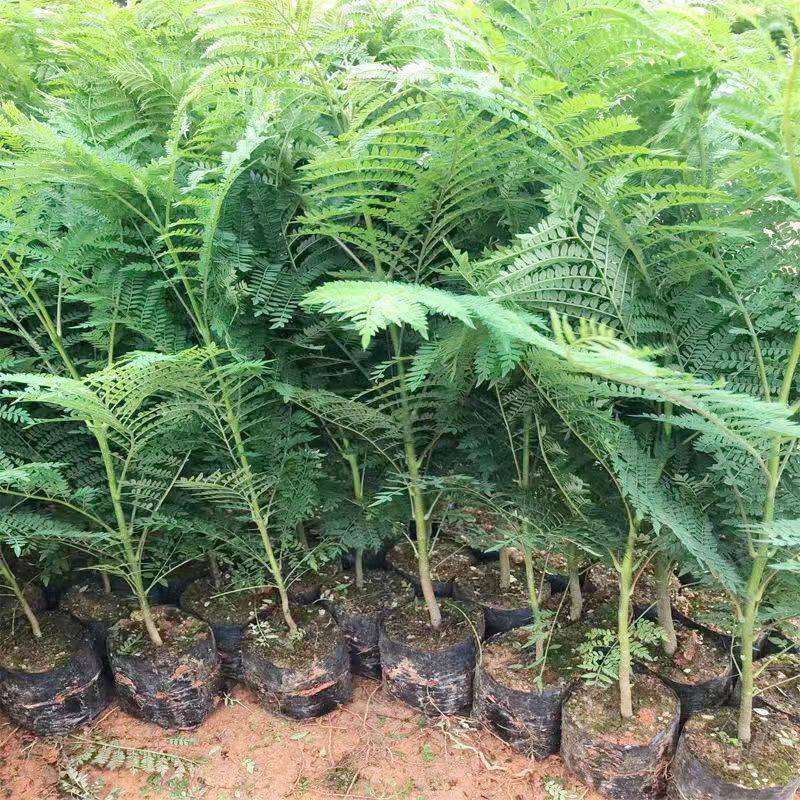 蓝花楹树苗珍稀名贵庭院风景树苗耐寒耐热南北方种植盆栽地栽树