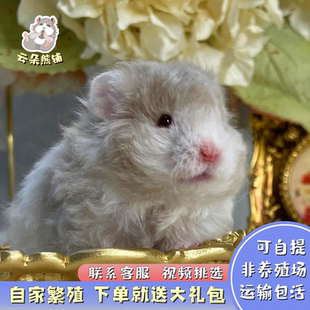 家养金丝熊超级可爱长毛波利纹巨型仓鼠金丝熊活物下单就送大礼包