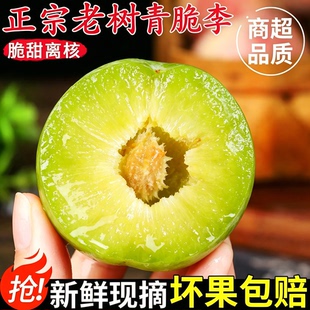 现摘正宗四川青脆脱骨李脆李清脆李子半边红5斤茵红李汶川土李子