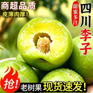 四川正宗脱骨青脆李子土李子新鲜水果当季茵红李蜂糖汶川整箱5斤