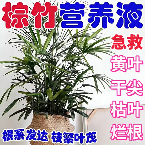 治棕竹黄叶干尖枯叶烂根促生长