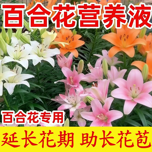 治百合花黄叶枯叶掉花不开花