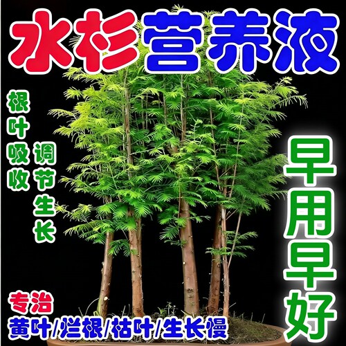 治水杉黄叶枯叶枯萎烂根生长慢