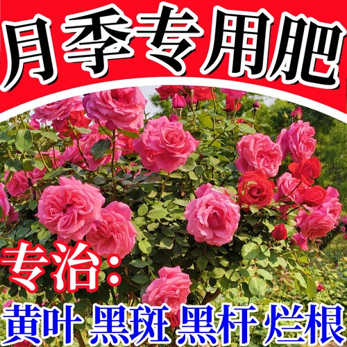 治月季黄叶花少黑暗黑杆枯萎烂根