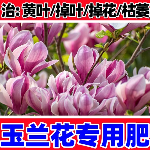 治玉兰花黄叶掉叶掉花枯萎促生根