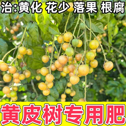治黄皮树黄化花少落果根腐促生长
