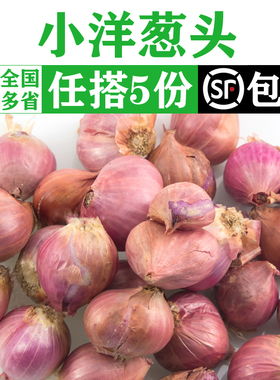新鲜小洋葱500g 紫皮迷你小葱头毛葱 紫色小洋葱小圆葱 珍珠洋葱