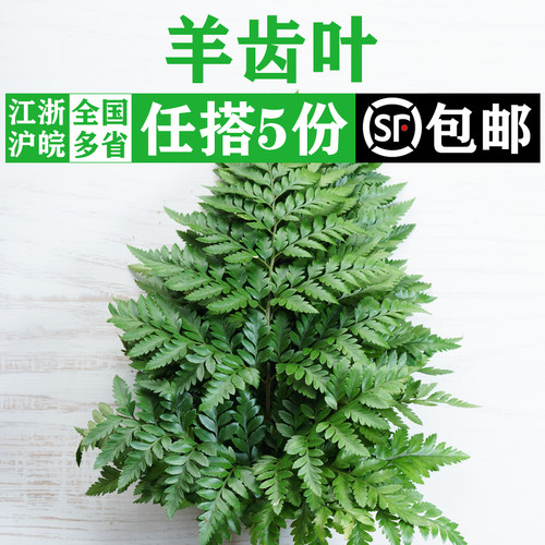 高山羊齿叶10支新鲜芒叶杨子叶西餐酒店糕点日料摆盘装饰点缀花草