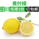 新鲜黄柠檬500g 四川安岳香水果柠檬榨汁茶饮泡茶奶茶店调味水果