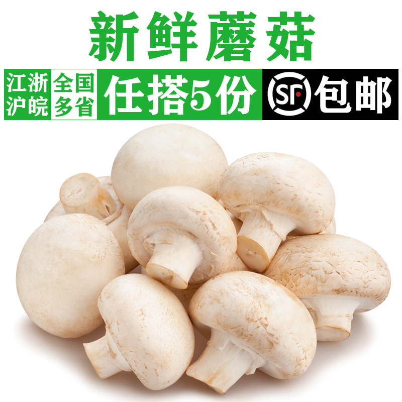新鲜白蘑菇食用菌菇蔬菜