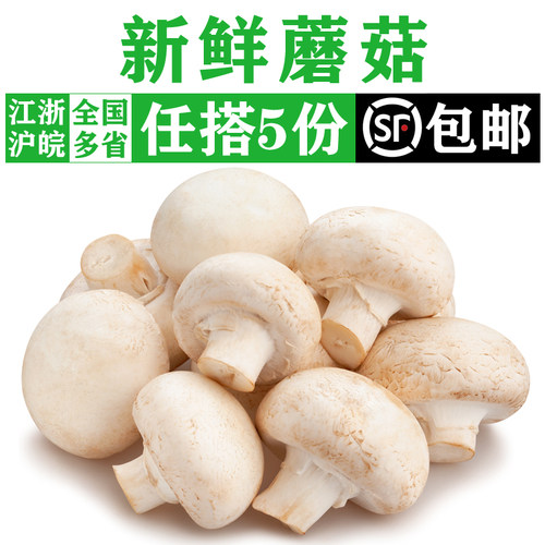 新鲜白蘑菇食用菌菇蔬菜