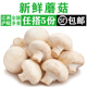新鲜白蘑菇500g 煲汤火锅炒菜蔬菜 口蘑食用菌菇口菇菌菇双孢菇