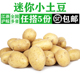 迷你小土豆500g 包邮 农家黄心土豆新鲜蔬菜马铃薯 任搭5件顺丰