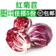新鲜蔬菜沙拉食材西餐轻食配菜 紫苣 红菊苣500g 落地红生菜红球