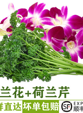 新鲜杨兰花荷兰芹摆盘装饰材料