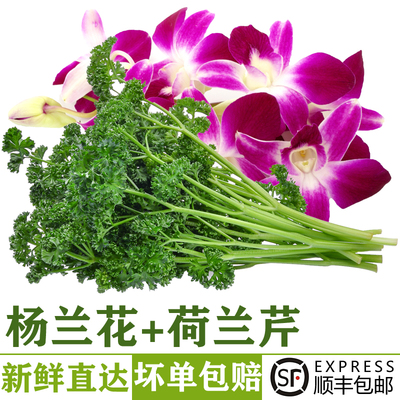 新鲜杨兰花荷兰芹摆盘装饰材料