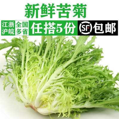 新鲜苦菊生菜沙拉食材蔬菜