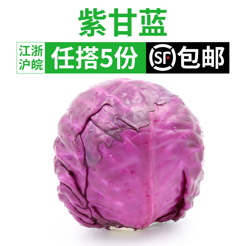 ×ϸÊÀ¶500g×ϰü²ËÇòÉú²ËÐÂÏÊ×ÏÉ«µÄÎ÷²ÍÊß²ËɳÀʳ²Ä 5¼þ˳·á°üÓÊ