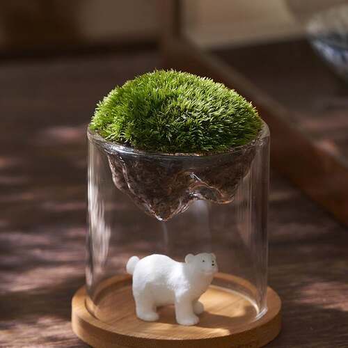 White hair moss gift fun micro landscape office desktop