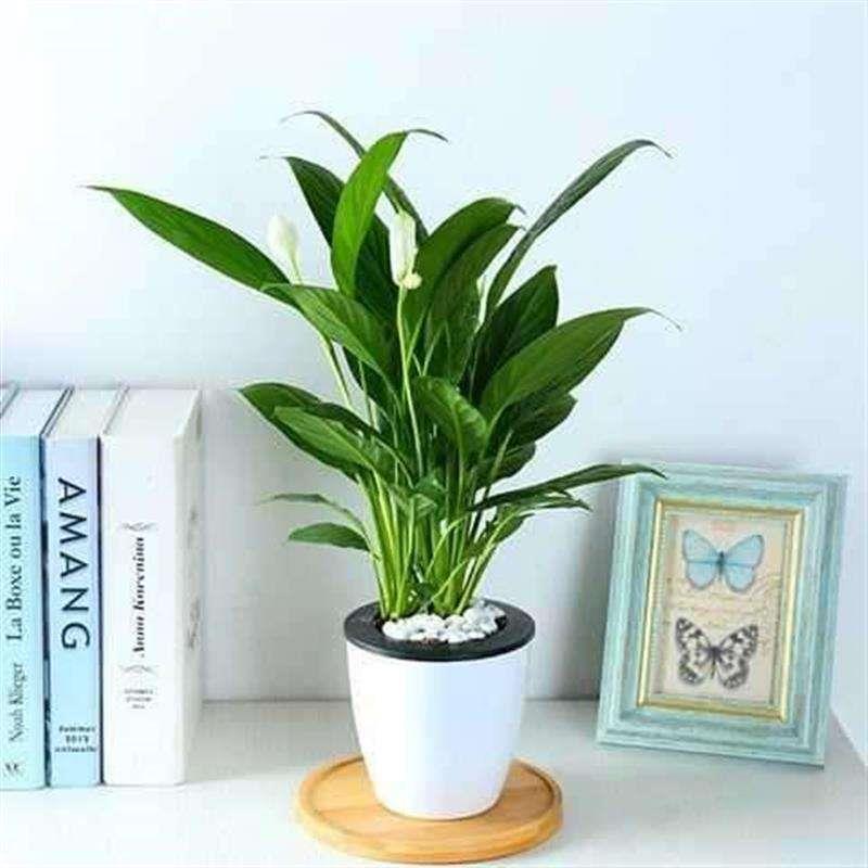 Green plant ornaments small potted plants real flowers