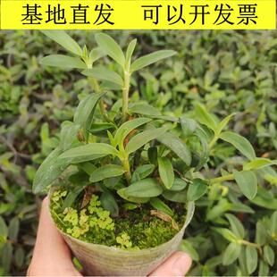 Huoshan Dendrobium Officinale Seedlings Potted Red Stem