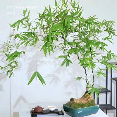 Indoor Small-Leaf Bamboo Potted Plant, Old Stump Small-Leaf