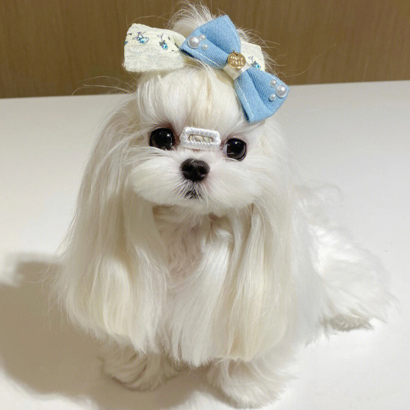 马尔济斯犬幼犬赛级血统不掉毛茶杯犬韩系白色约克夏小体马尔泰狗