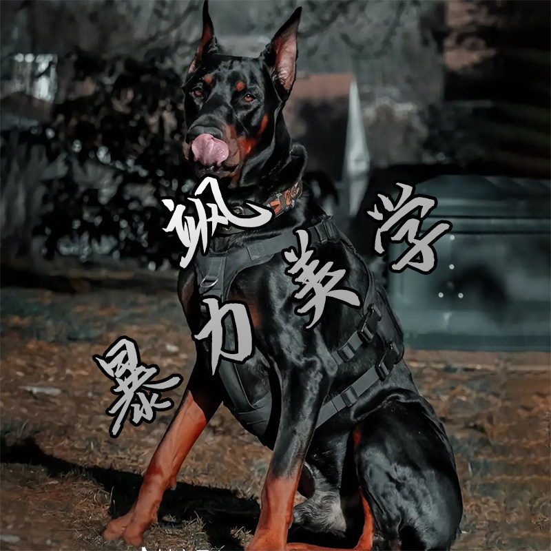 杜宾犬幼犬纯种帅气护卫大型赛级双血统犬家养黑色立耳德系宠物狗