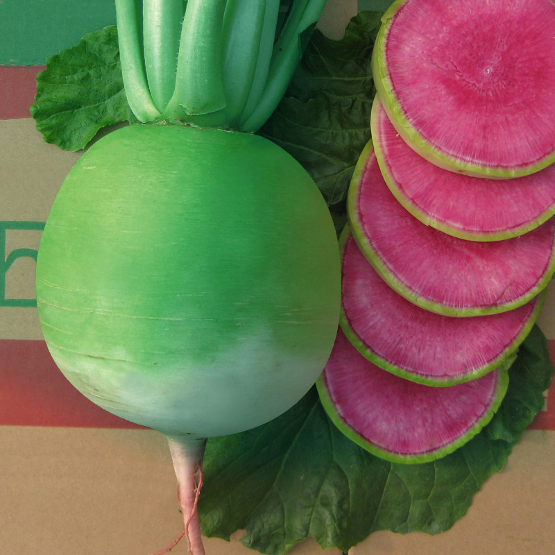 心里美萝卜种子红心满堂红秋季田园种籽满膛红菜种孑绿皮红瓤菜籽