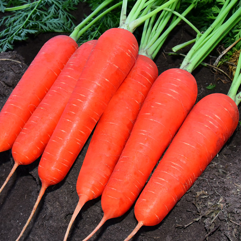 汉中透心红胡萝卜种子红皮红心种籽种孑秋季种植甜脆蔬菜种籽菜种