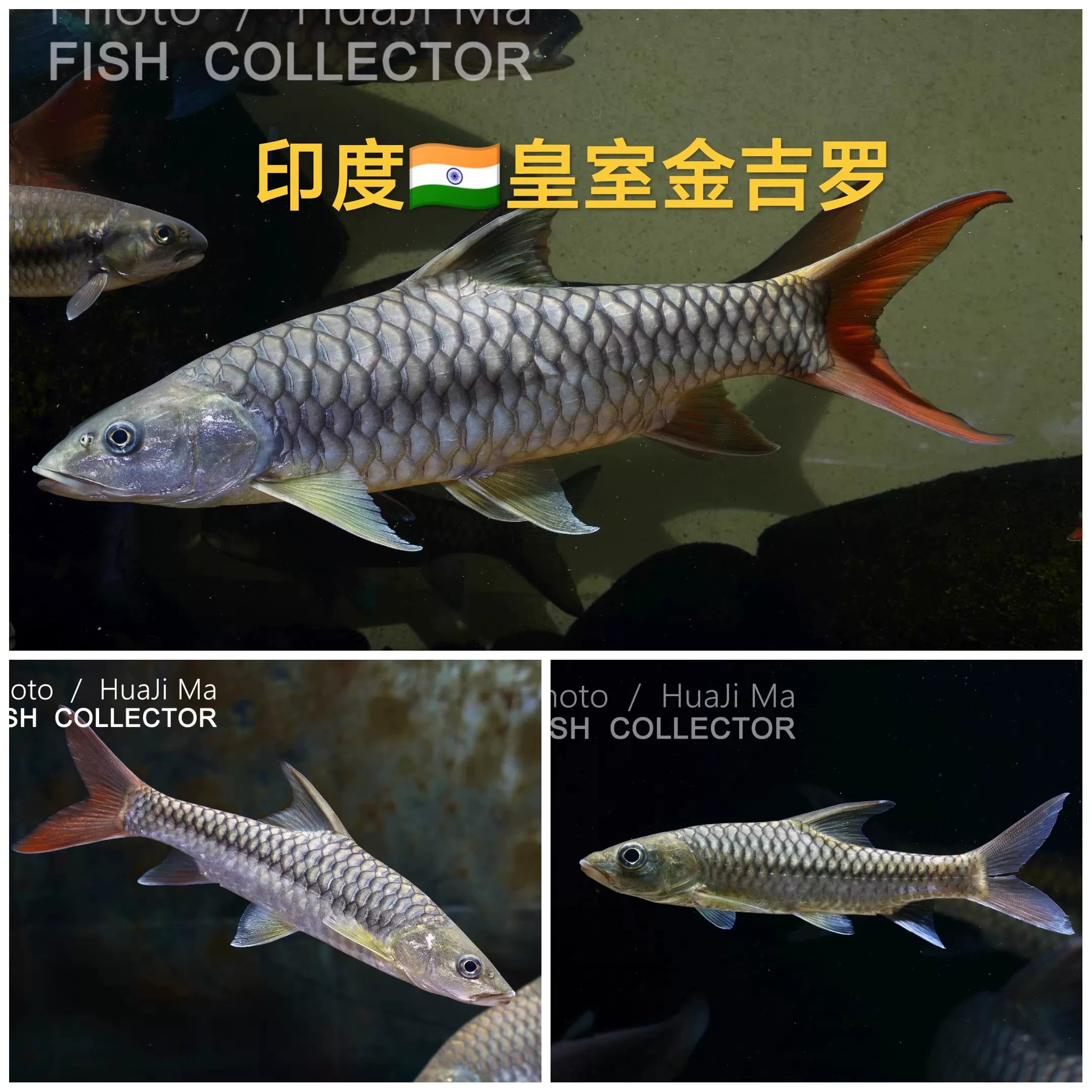 新光蓝吉罗红吉罗淡水招财鱼苗图片