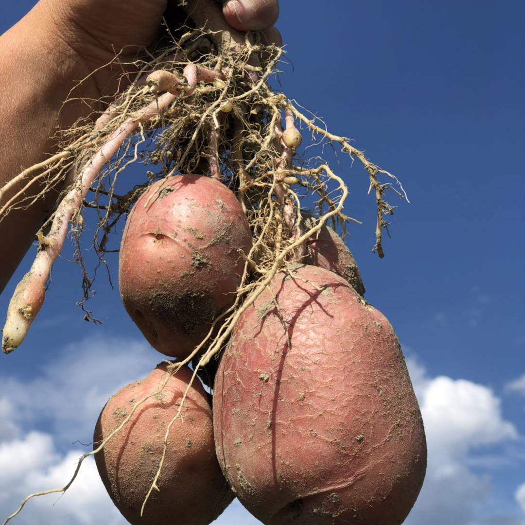 凉山汉堡大凉山悬崖村红皮黄心土豆网红爆款现挖又粉又面新鲜洋芋,水产肉类/新鲜蔬果/熟食,土豆,淘宝优惠券,粉丝福利购,淘宝优惠卷