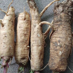 云南新鲜本土商陆见肿消章柳根白商陆新根包邮炖汤泡酒中药材