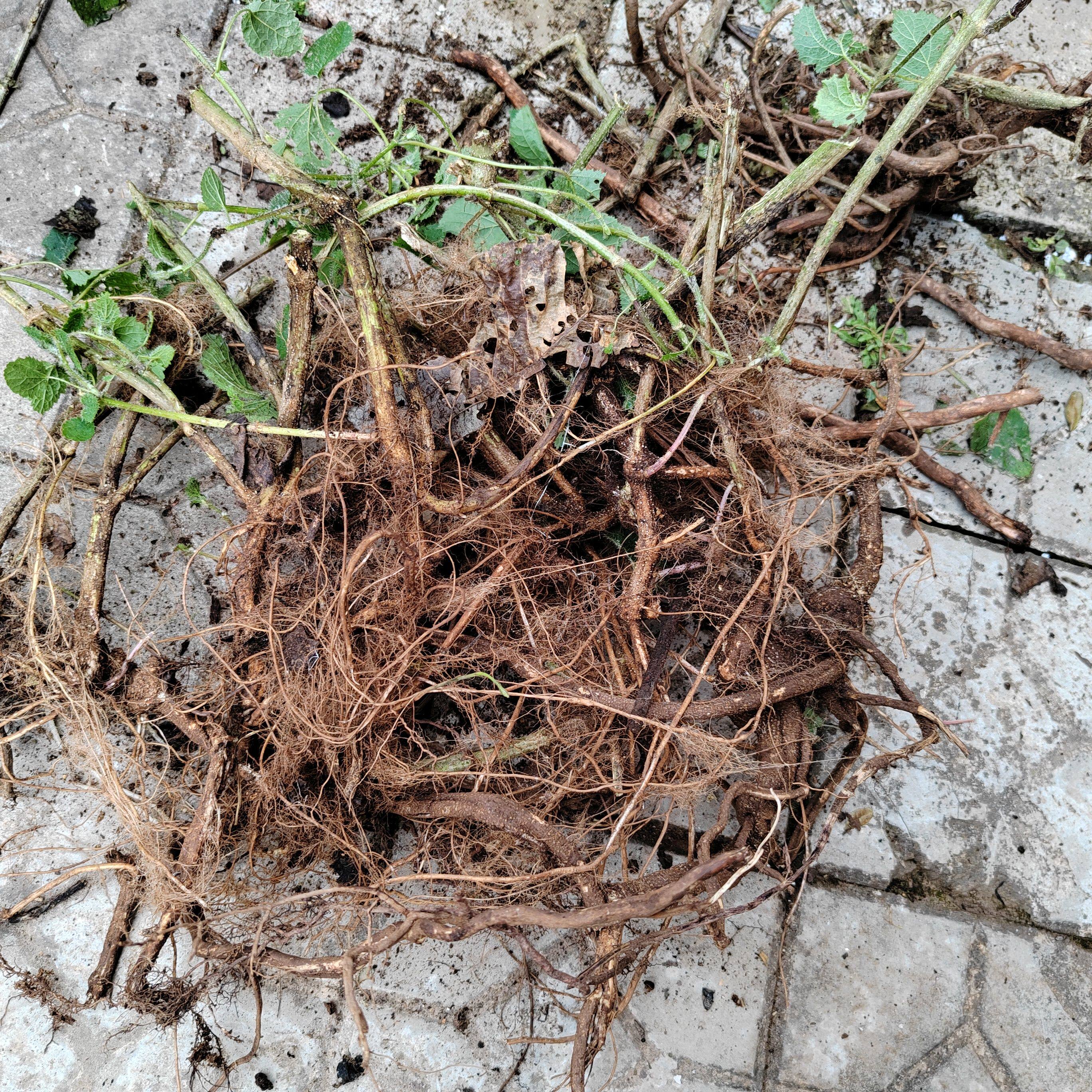 云南新鲜红活麻根红荨麻草红禾麻根红荨麻根鲜根包邮500克中药材
