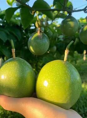 广东湛江当季现摘钦蜜9号黄金百香果新鲜水果5斤包邮甜整箱大果