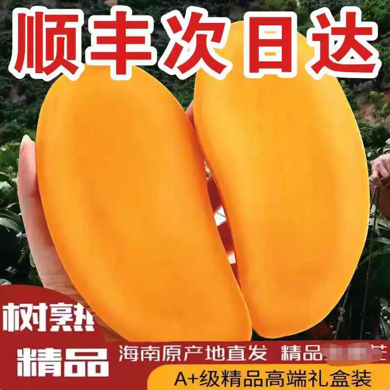 顺丰包邮海南三亚特产金煌芒新鲜水果当季薄壳水仙芒甜精品大芒果