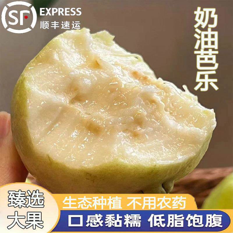 顺丰包邮福建漳州软心奶油芭乐 精品大果8-10个果 送酸梅粉